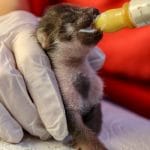 <b>VOC Merelbeke:</b></br>Materiaal voor de opfok baby zoogdieren